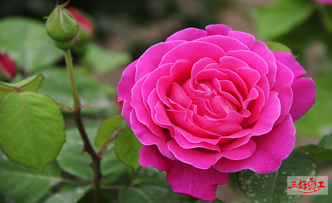 父親節應該送給父親什么花？