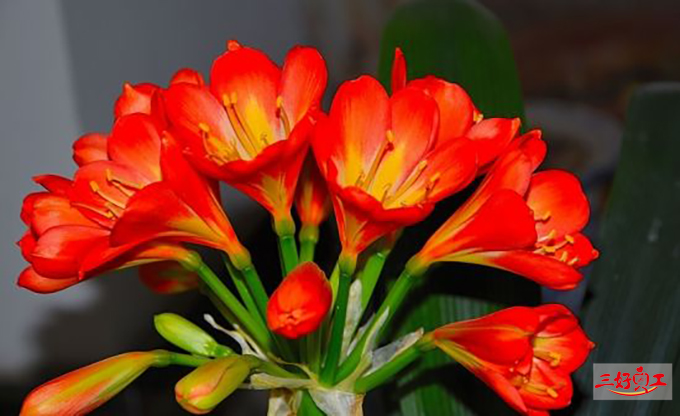 父親節應該送給父親什么花？